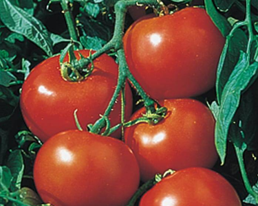 Rutgers Select Tomato Seeds
